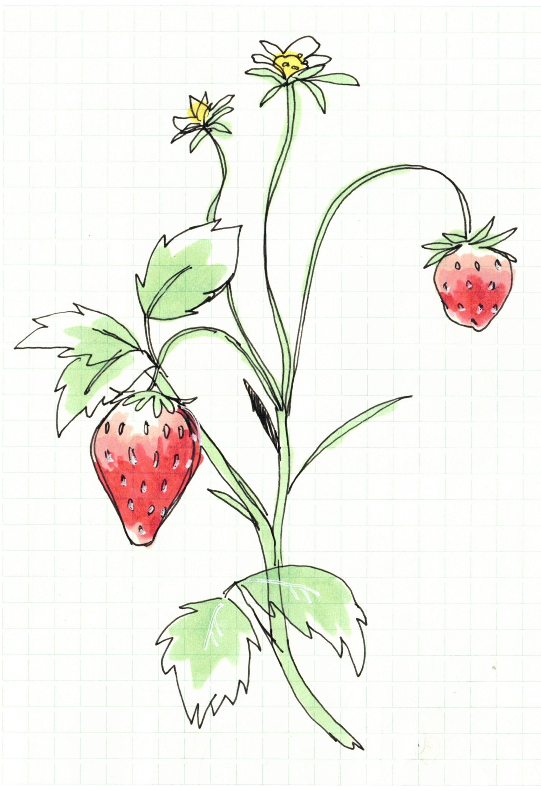 strawberry.png