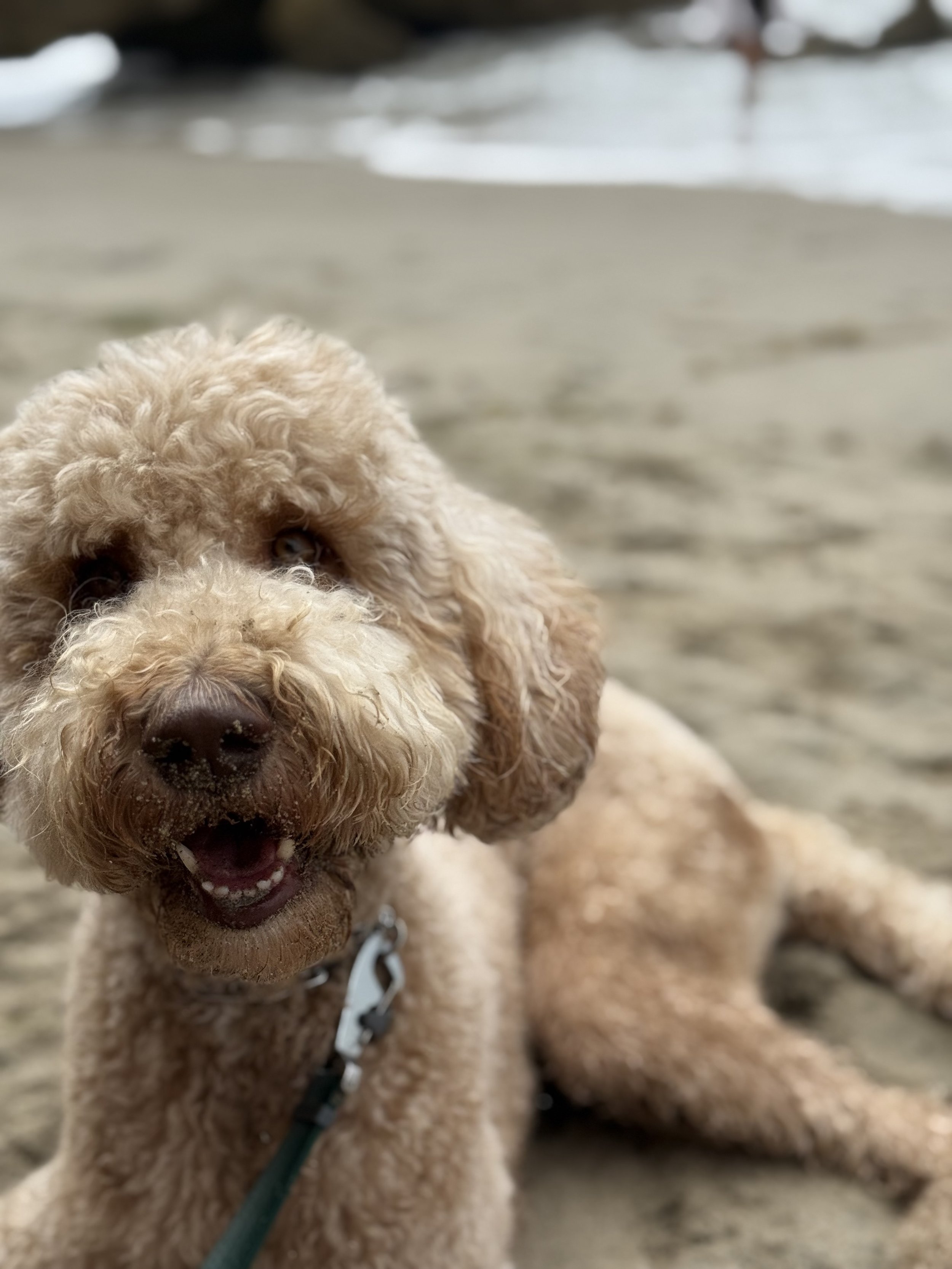 10 Pet-Friendly Indoor Plants Safe for Dogs and Cats