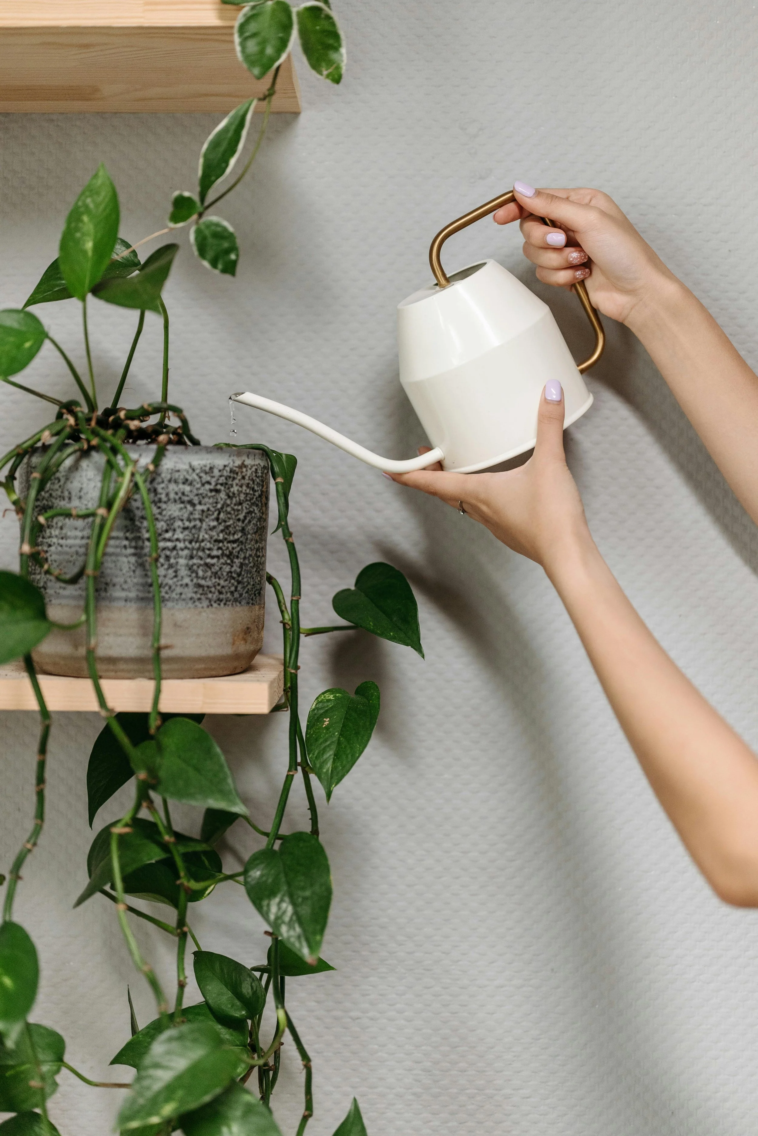 How Often Should You Water Your Houseplants?