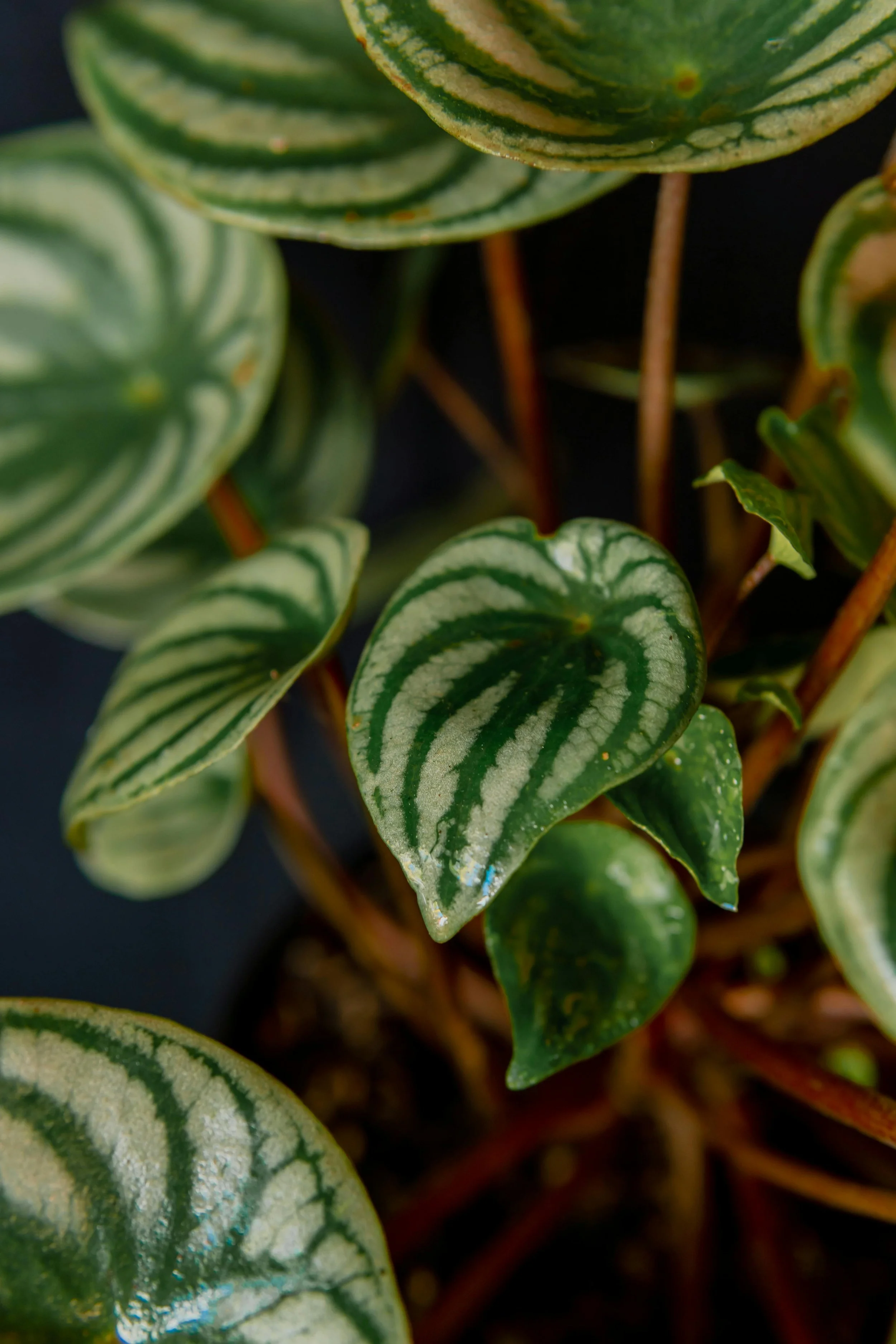 Watermelon Peperomia Care: What I Learned After My First One