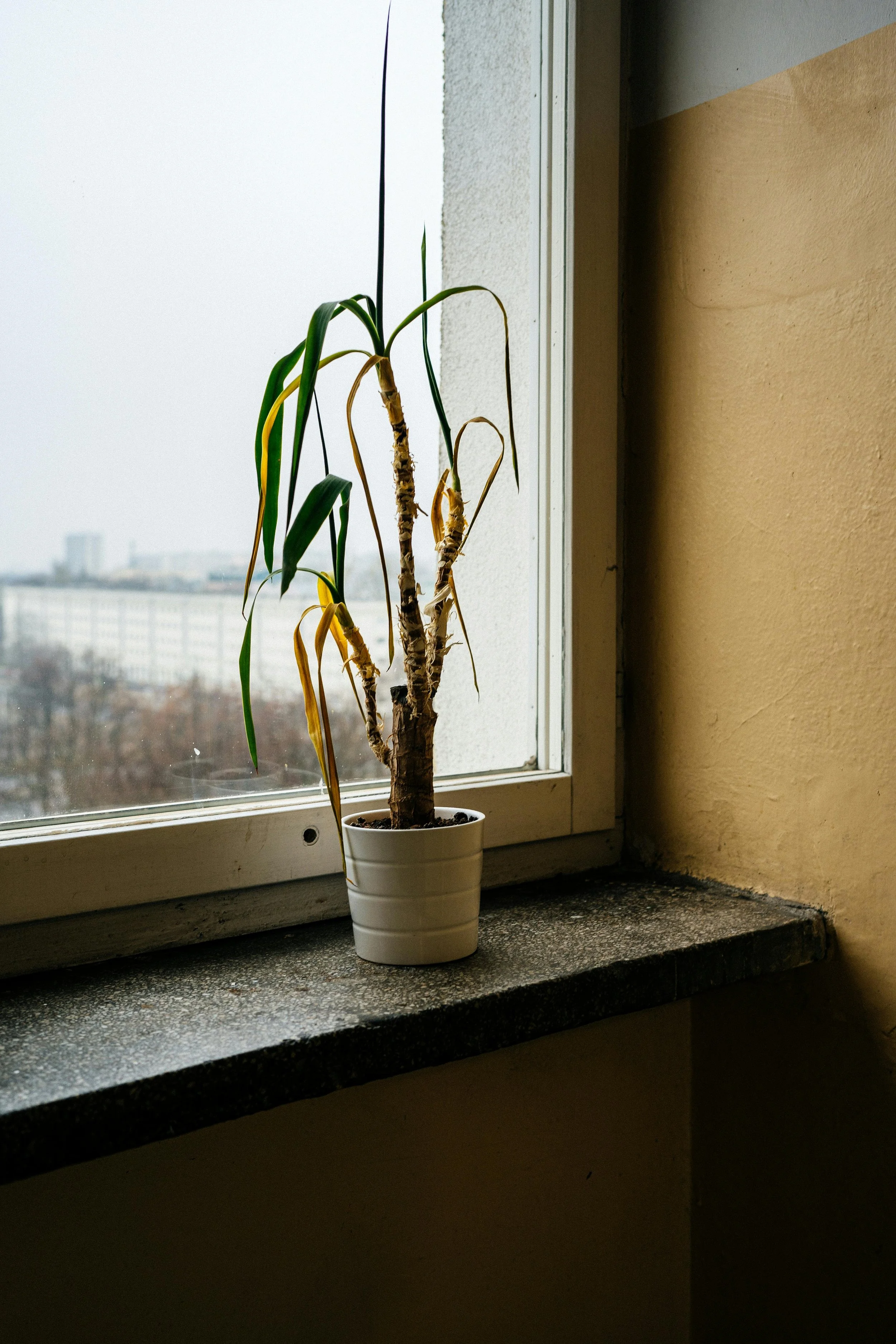 Why Your Houseplants Keep Dying (And How to Fix It)