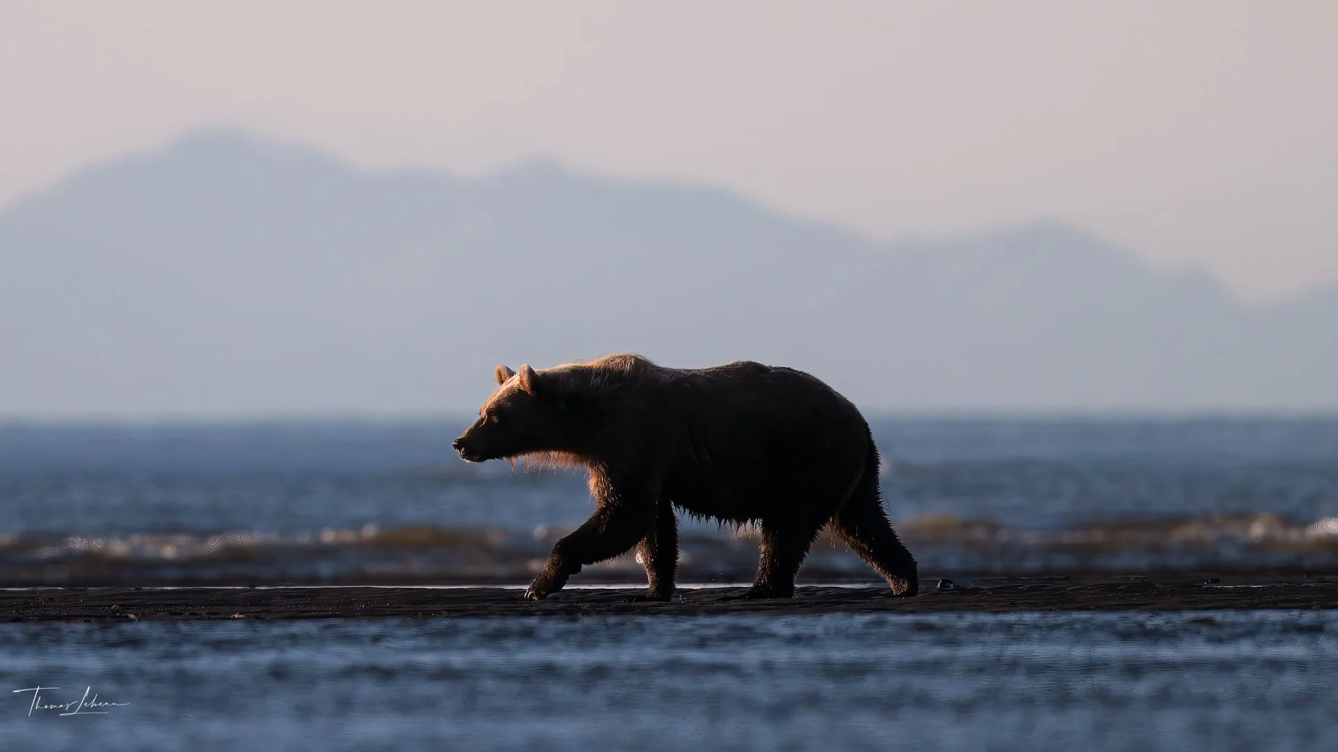 Brown bear, Silver Salmon Creek, Lake Clark National Park, Alaska