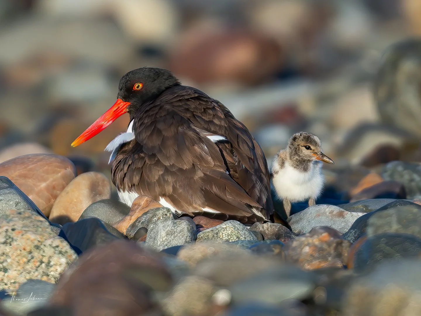 Oystercatcher with chick (Winthrop, MA)