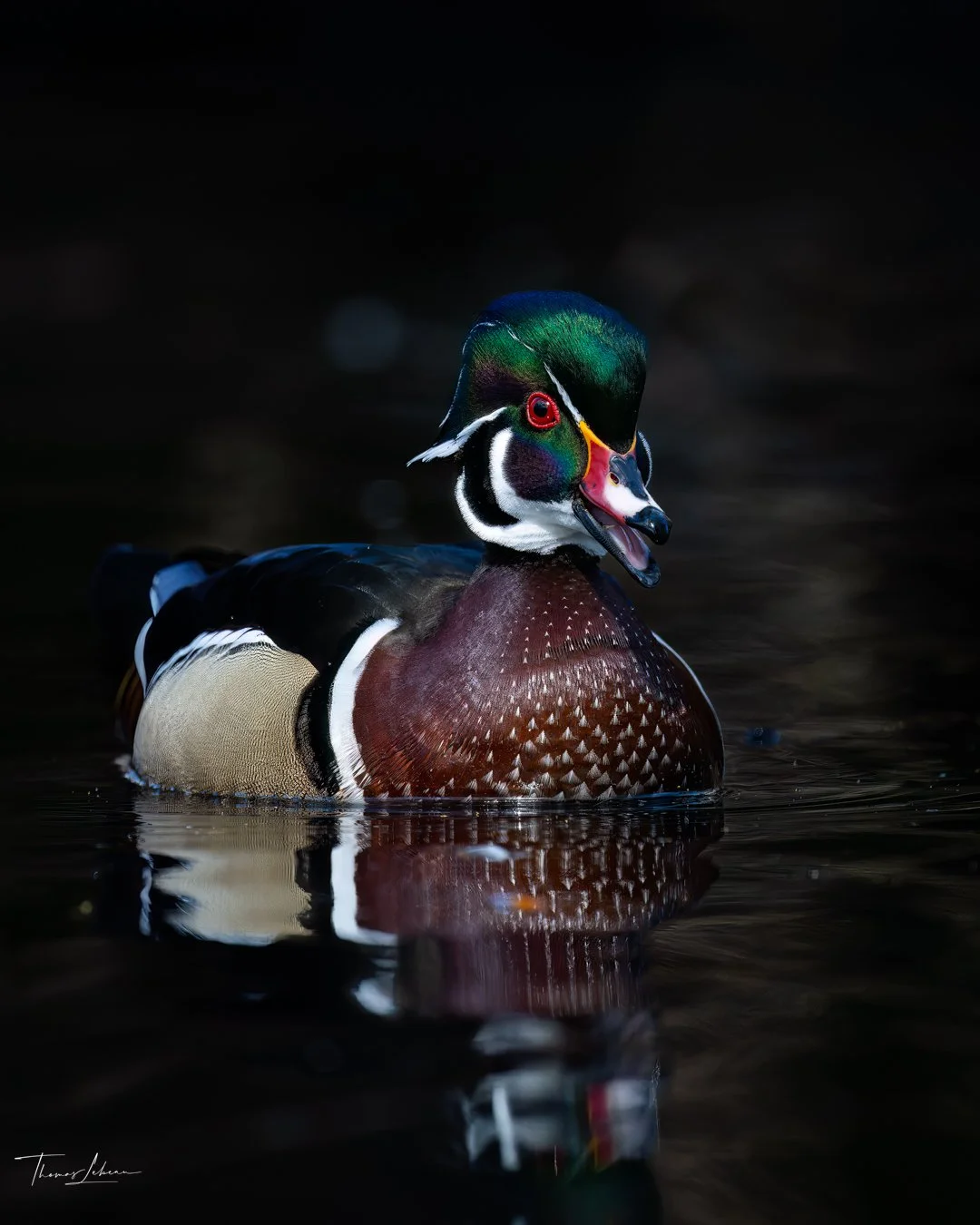 Wood Duck, Vancouver Island, BC