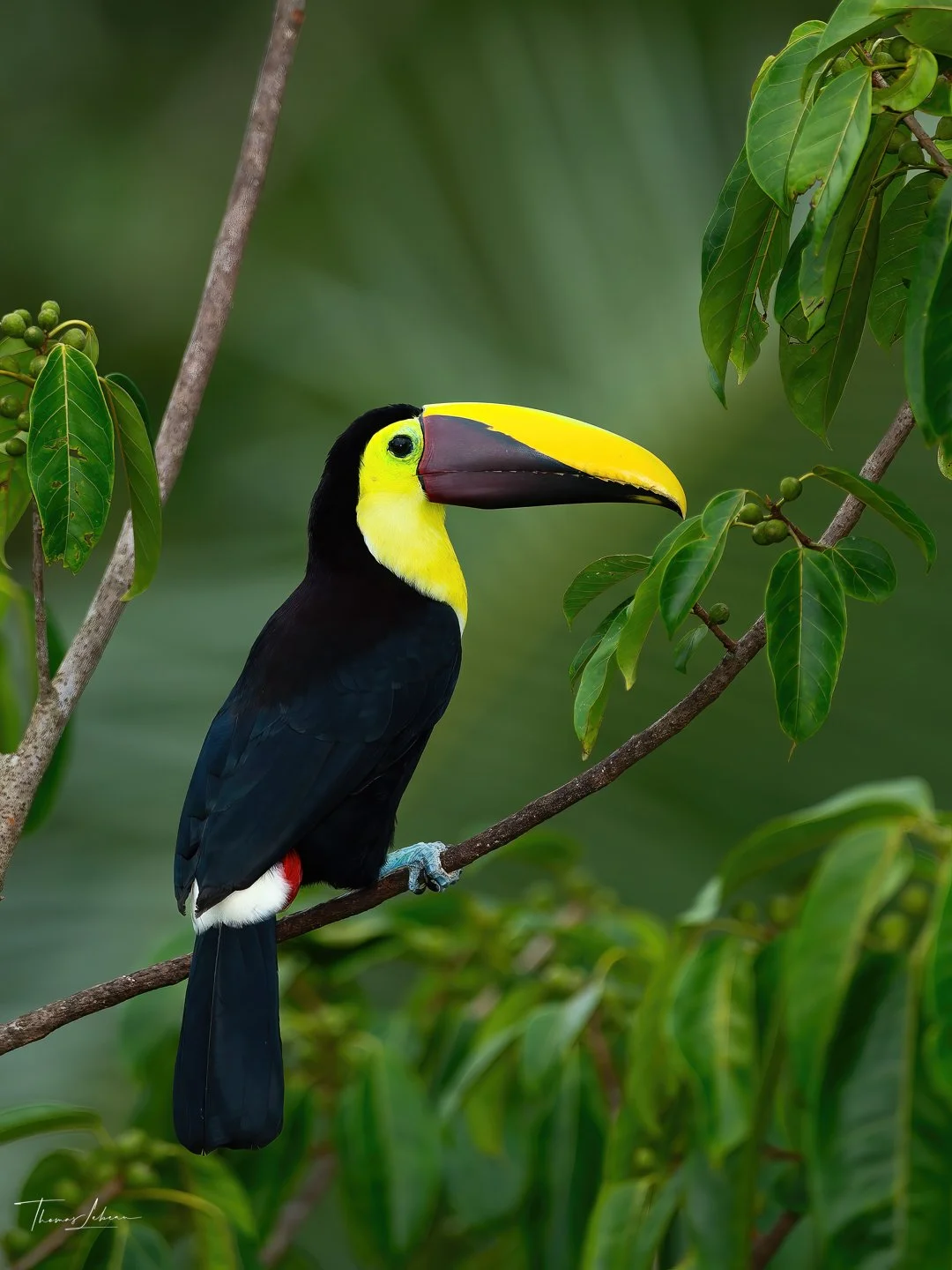 Black-mandibled Toucan, Caribbean slopes, Costa Rica