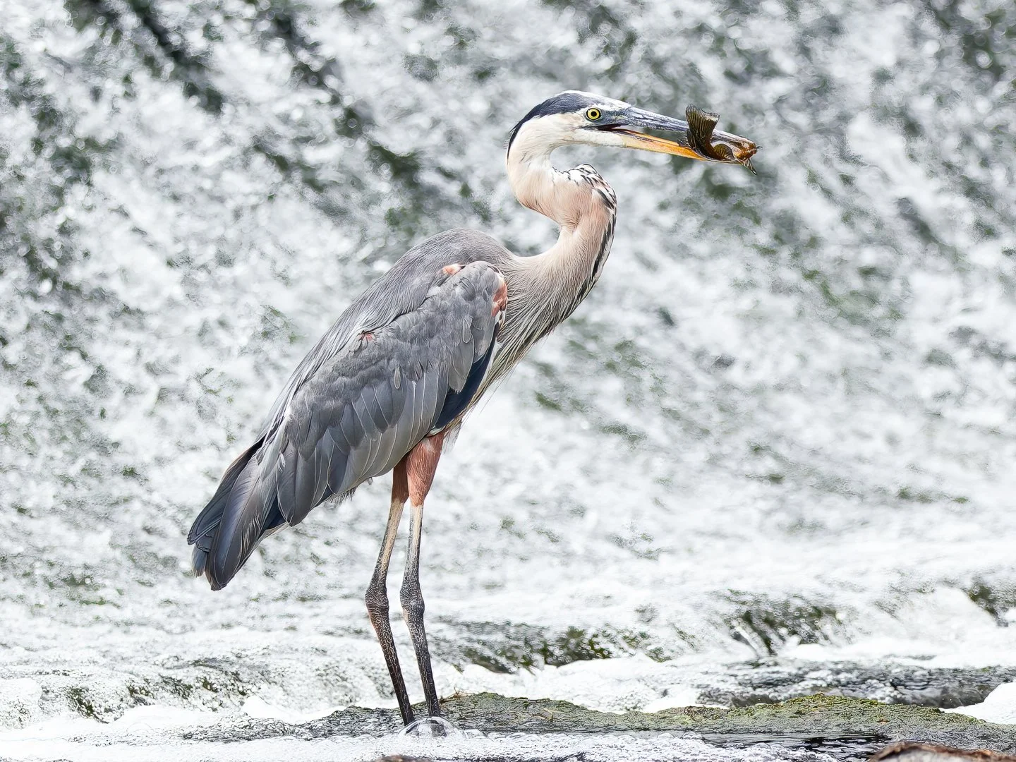 Great Blue Heron, Watertown dam, Charles River