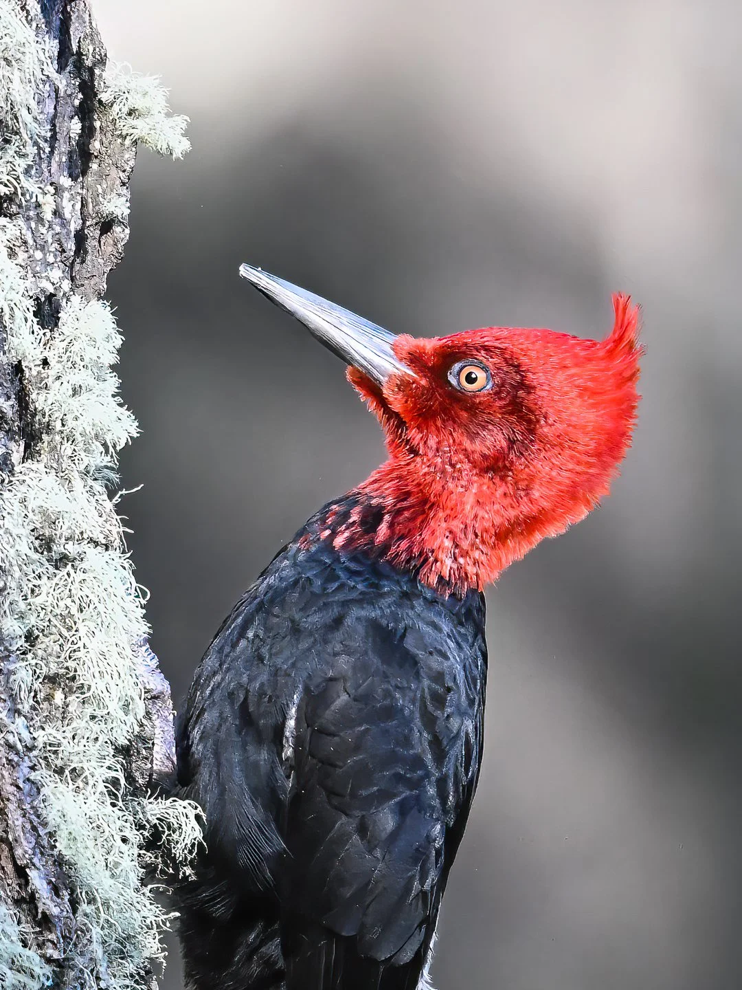 Magellanic Woodpecker (Carpintero Negro), Torres del Paine (Patagonia)