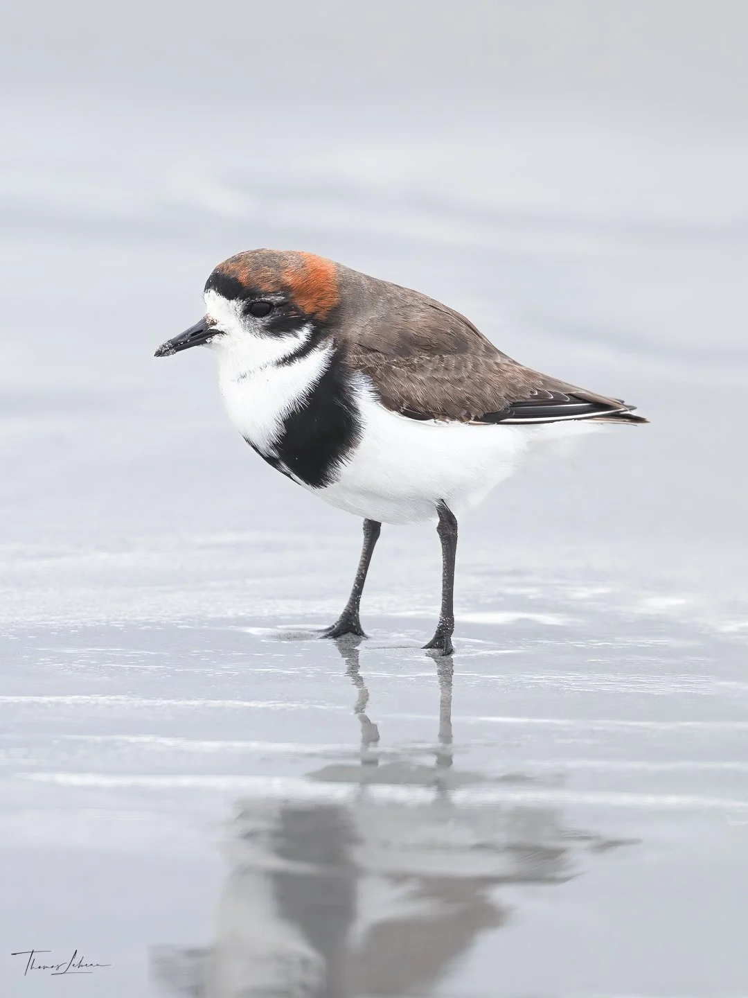 Two-banded Plover, Sea Lion Island, Falklands