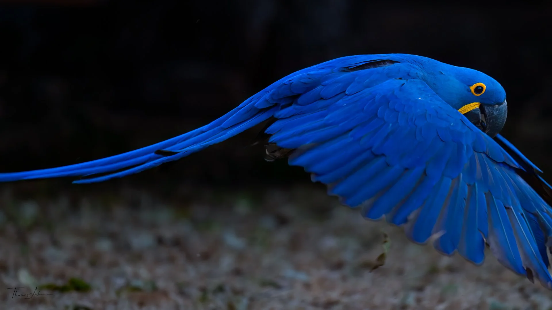Hyacinth Macaw, Porto Jofre, Pantanal, Brazil