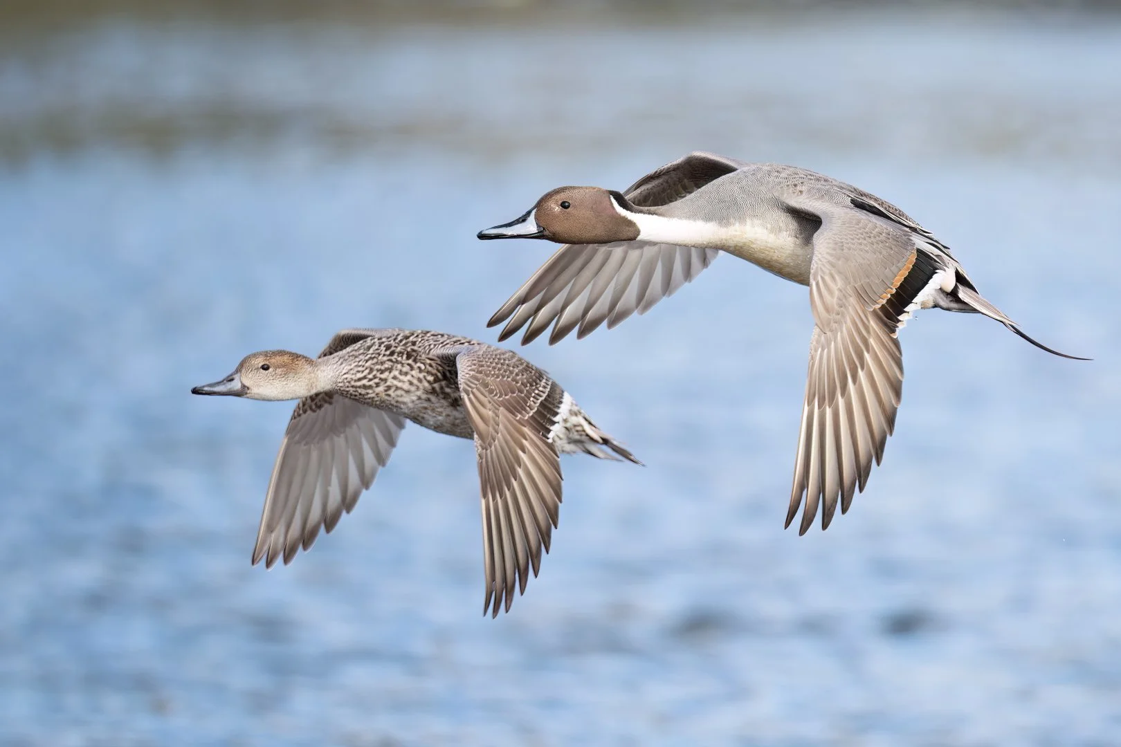 American Wigeon in flight, Vancouver Island, BC
