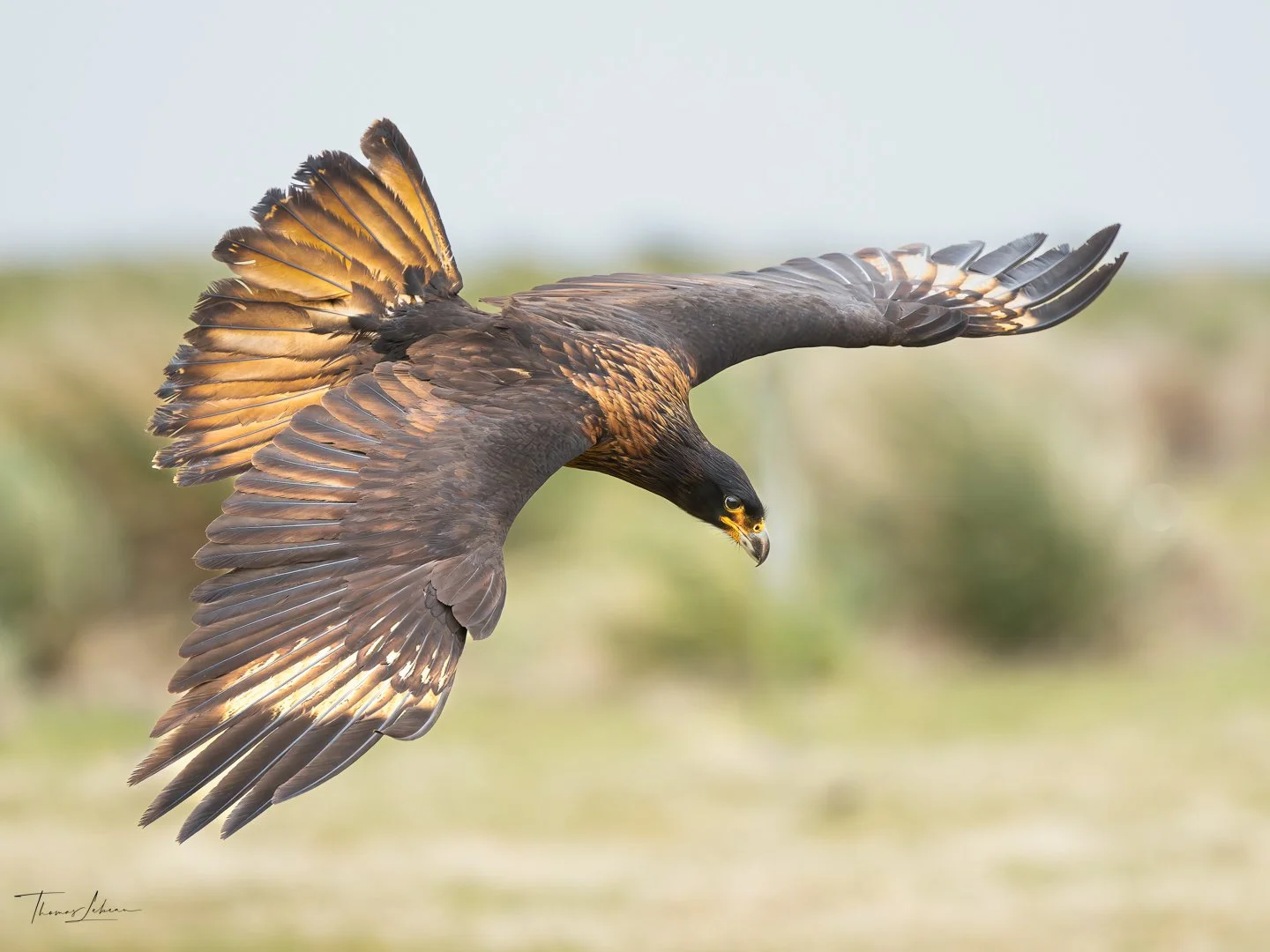 Striated Caracara juvenile, southern beach, Sea Lion Island, Falklands