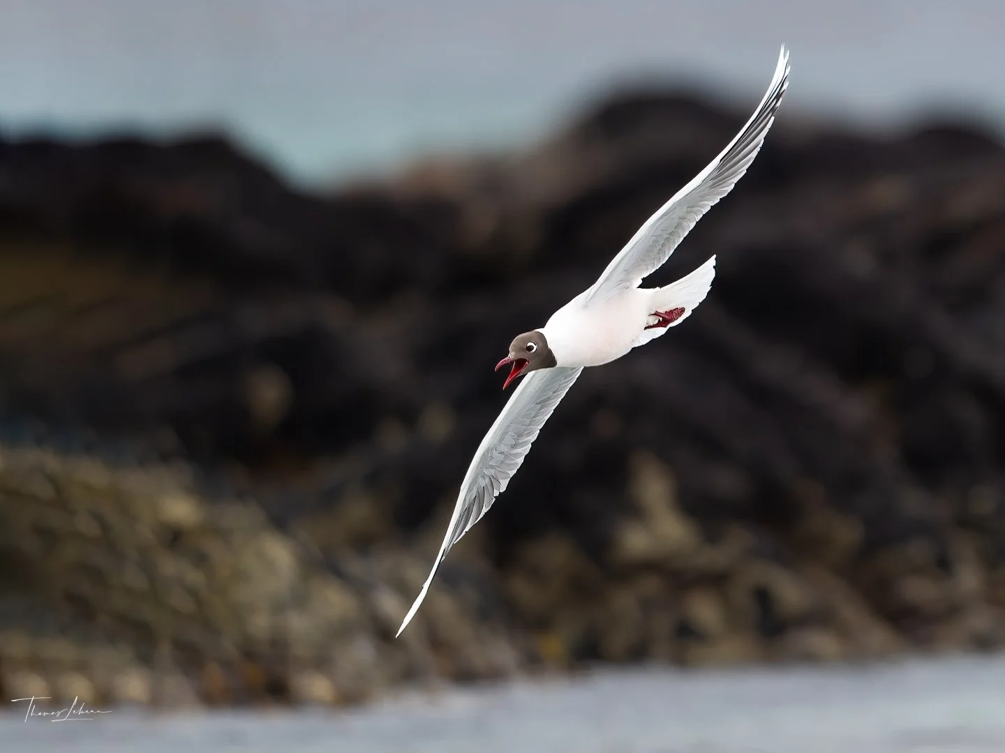 Brown-headed Gull, Volunteer Point, East Falklands