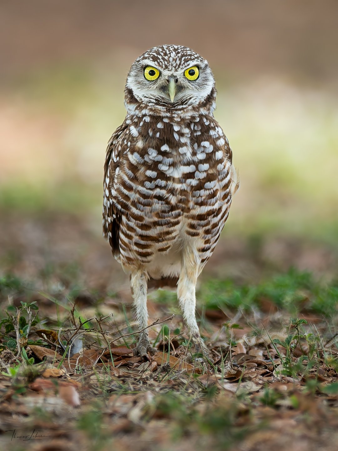 Burrowing Owl, Cape Coral, Florida