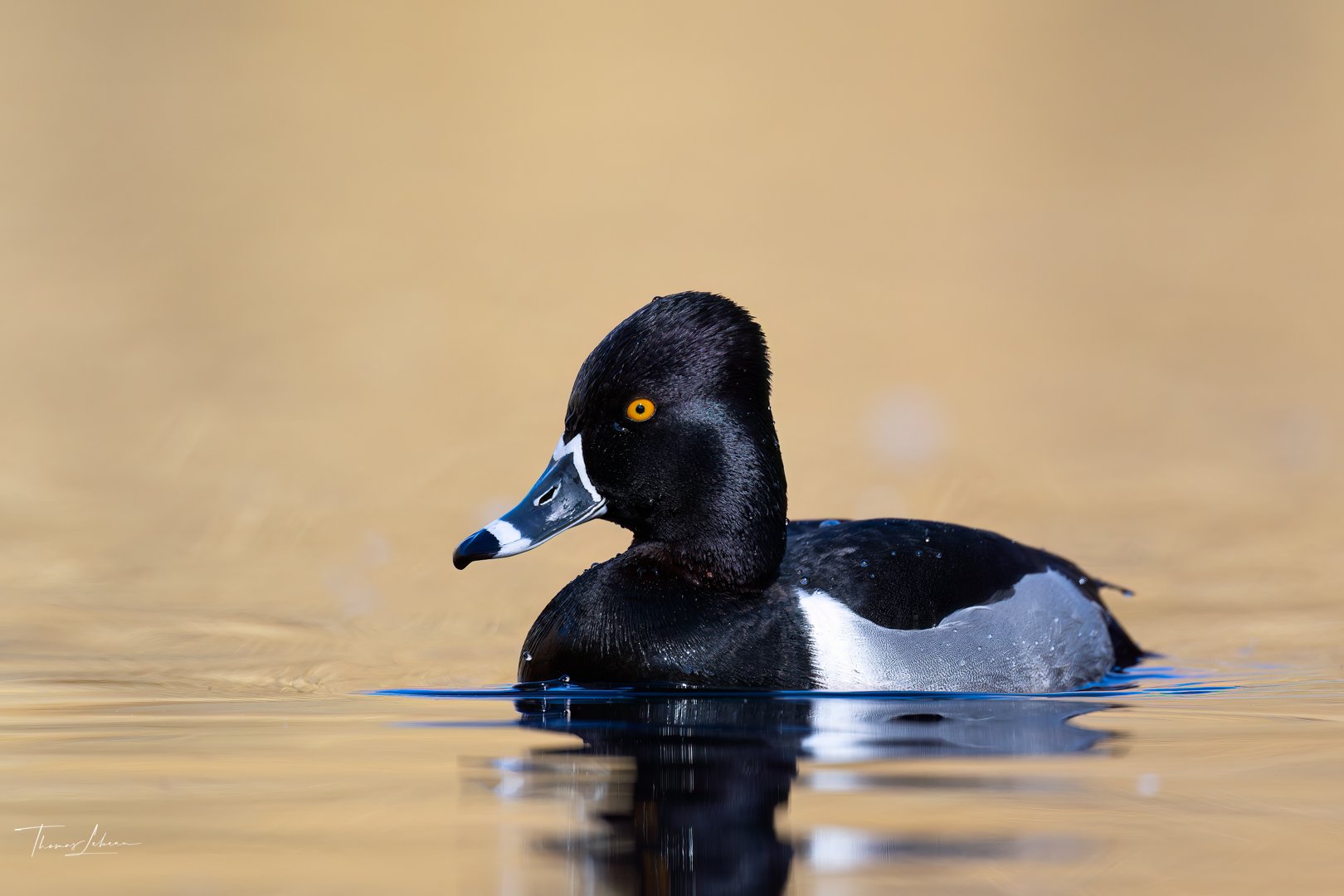Ring-necked Duck, Vancouver Island, BC