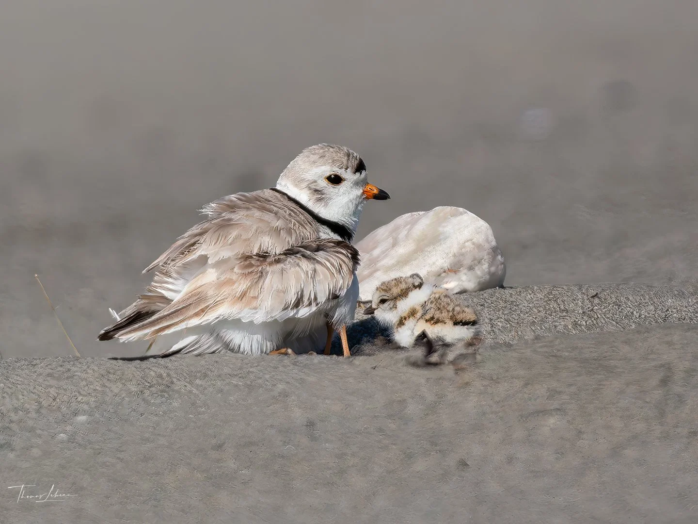 Piping Plover and chick, Winthrop, MA