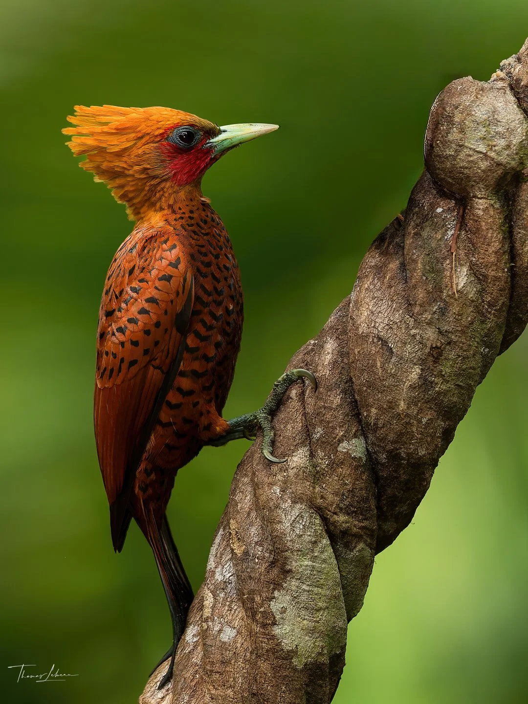 Chesnut-colored Woodpecker, Caribbean slopes, north eastern Costa Rica