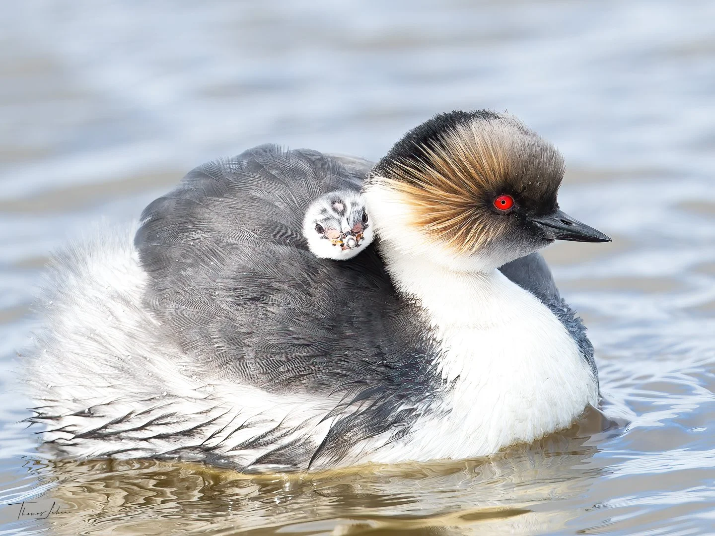 Silvery Grebe (Blanquillo), Sea Lion Island, Falklands