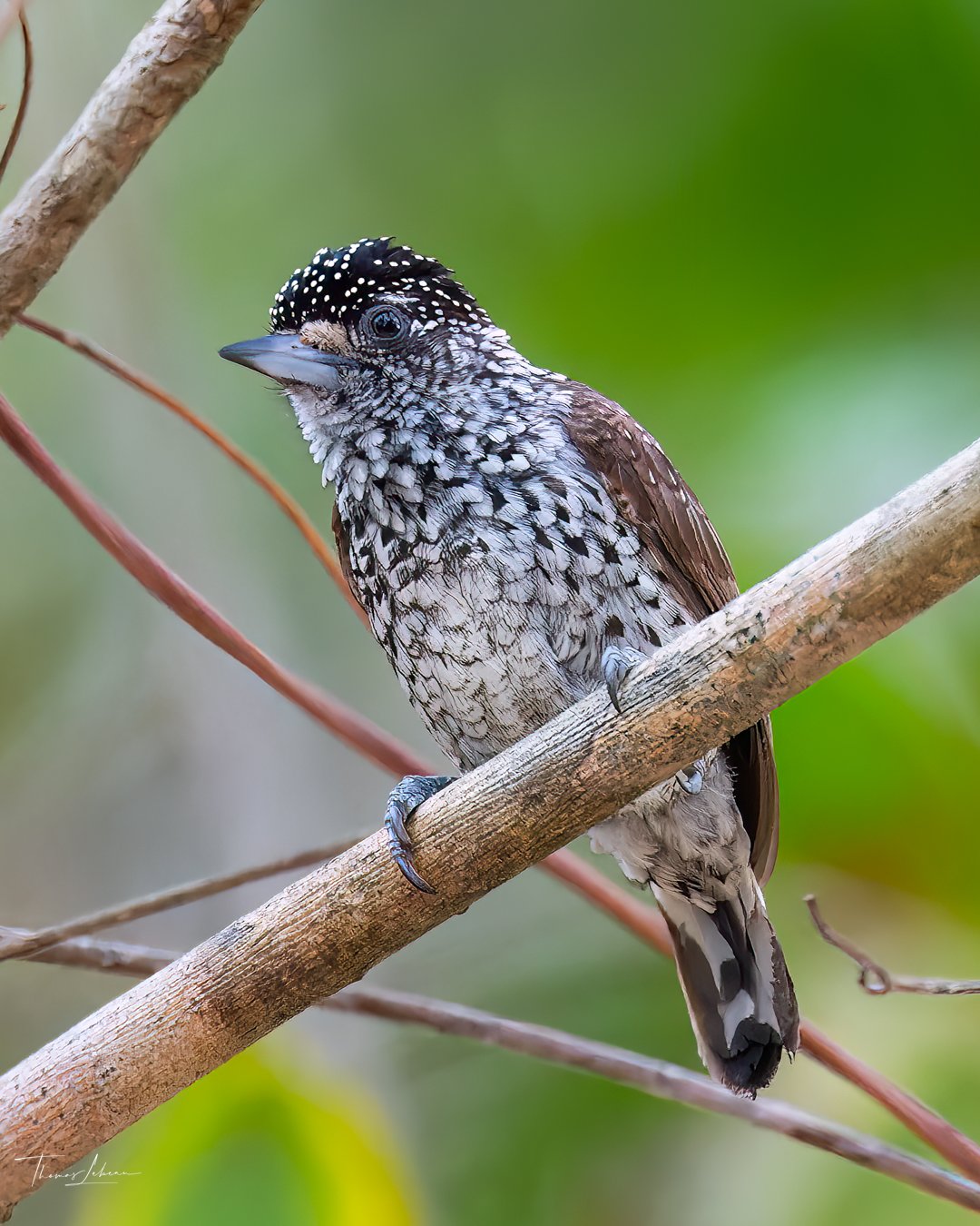 White-wedged Piculet, Pantanal, Brazil