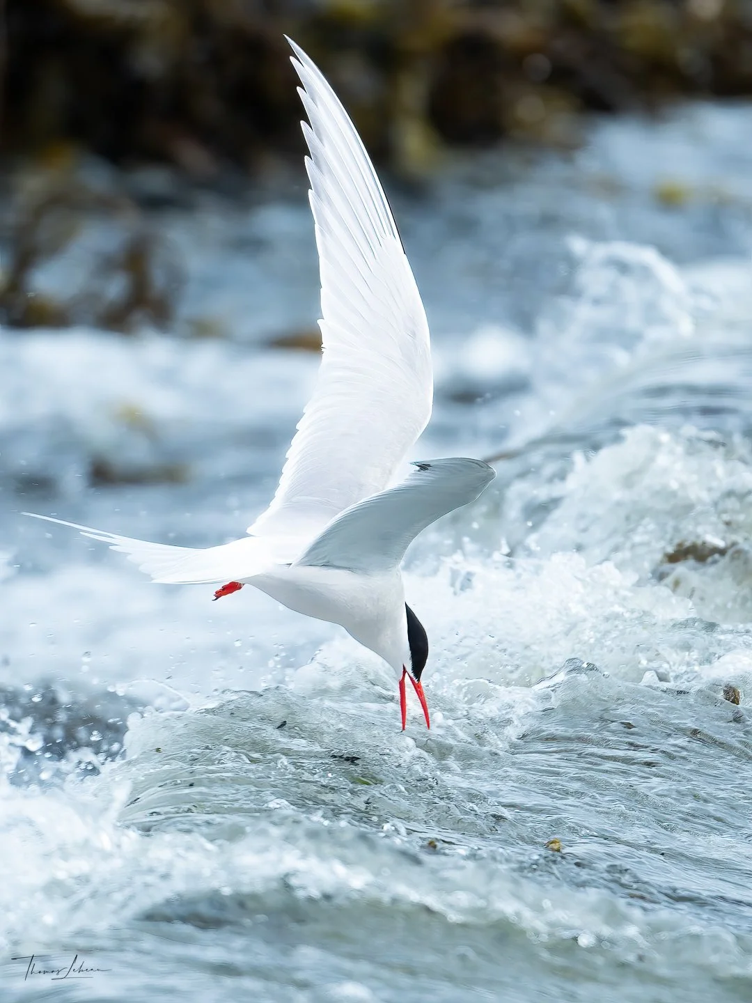 South American Tern, Bleaker Island, Falklands