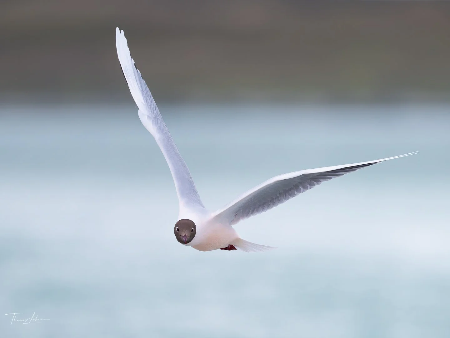 Brown-headed Gull_Facing_Volunteer Point.jpg