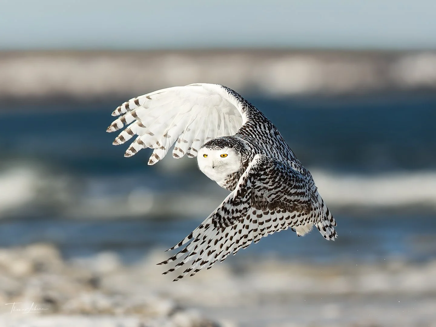 Snowy Owl at Crane Beach