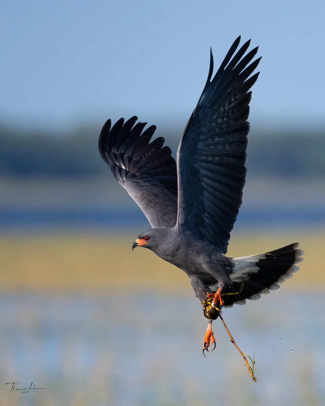 Snail Kite, Kissimmee, Florida