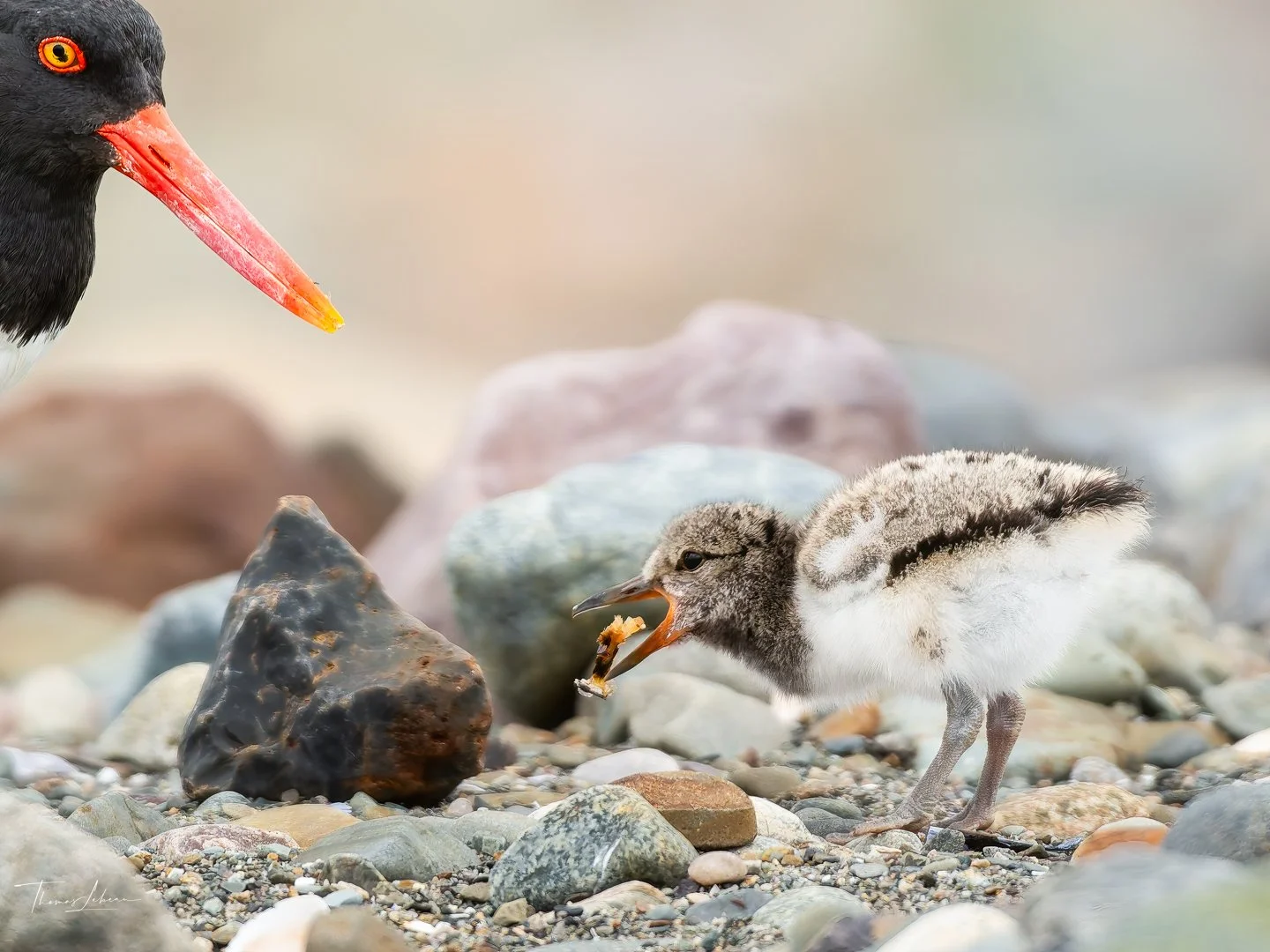 Oystercatcher chick (Winthrop, MA)