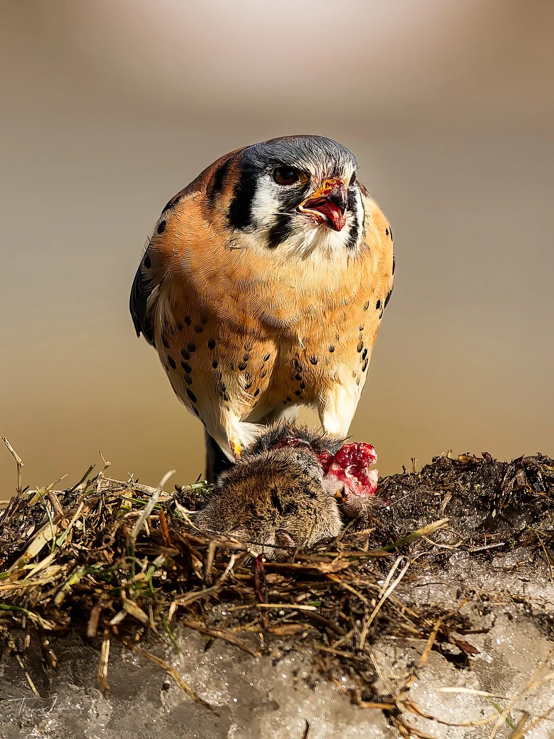 American Kestrel on pray, Amesbury, MA