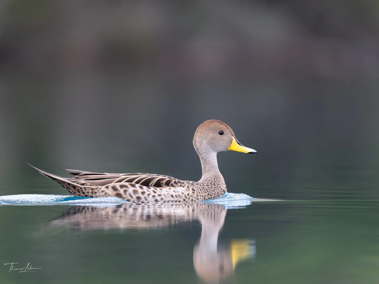 Yellow-billed Pintail (Pato Jergon Grande), Torres del Paine (Patagonia)