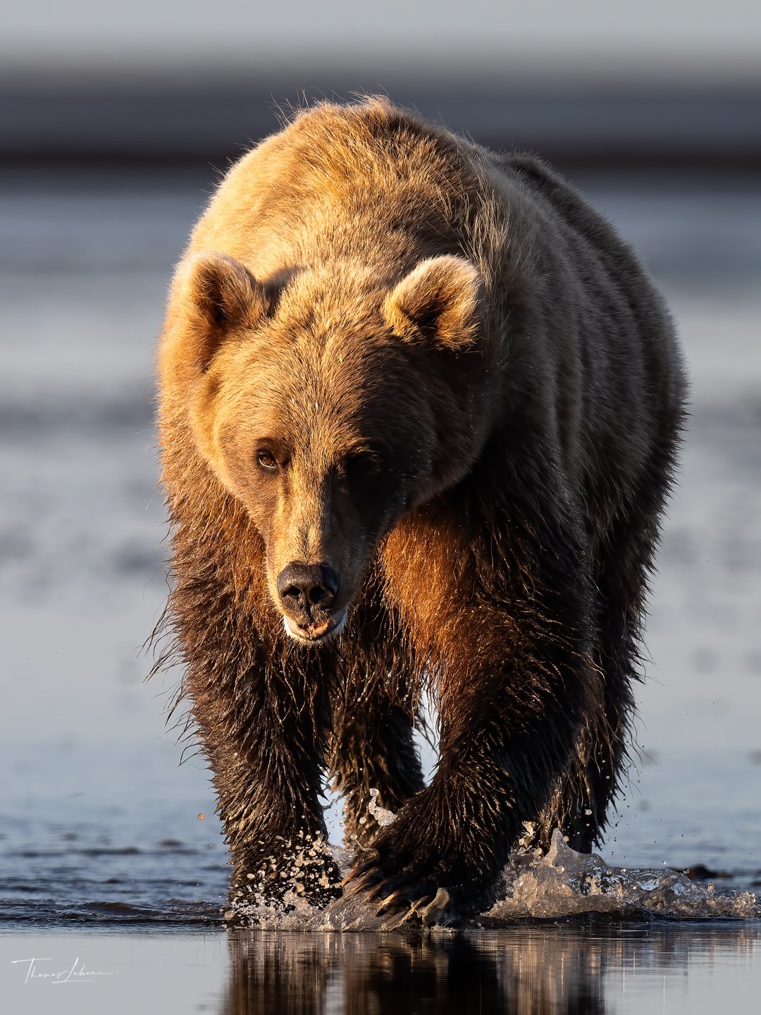 Brown Bear, Silver Salmon Creek, Lake Clark National Park, Alaska