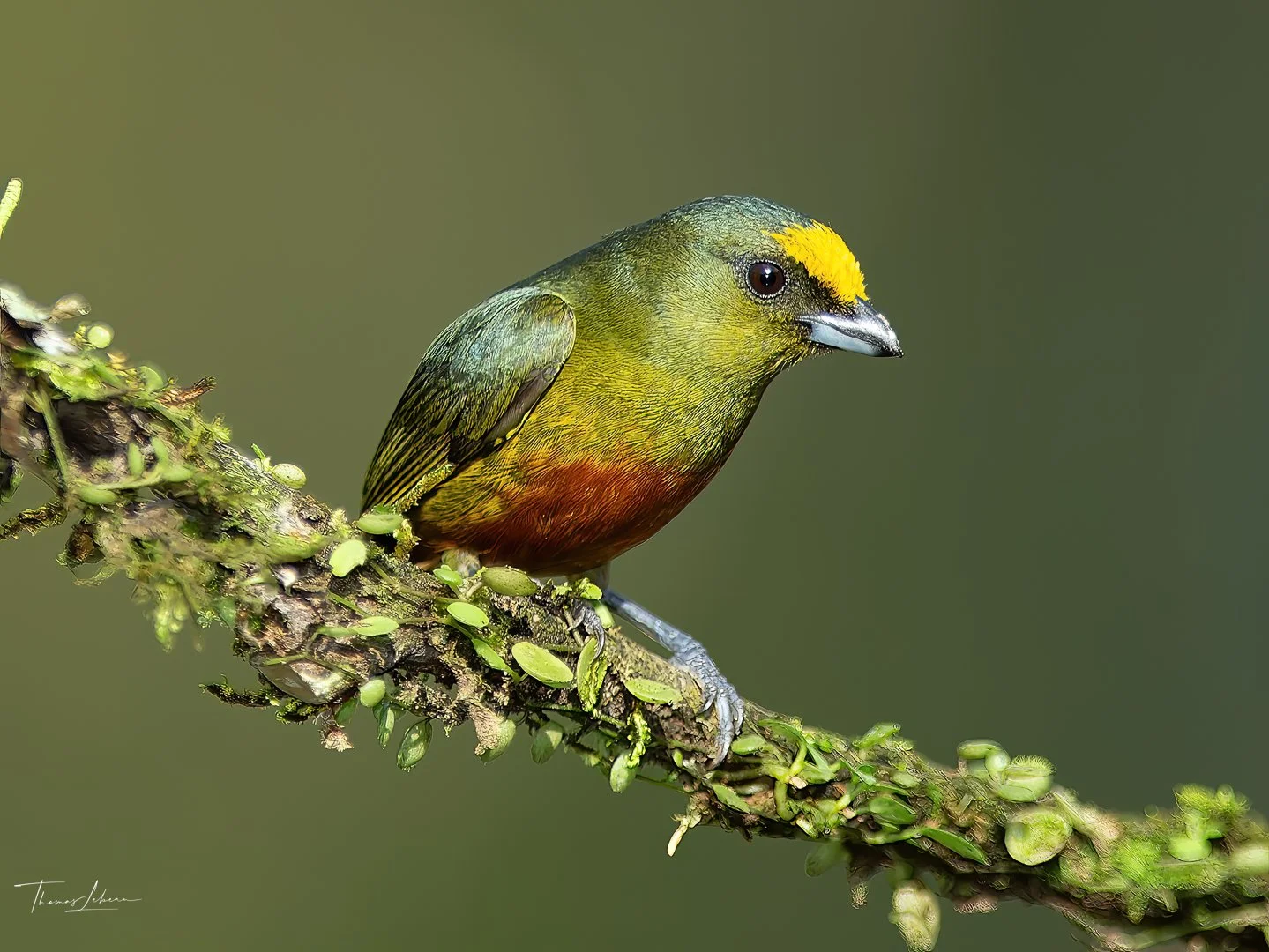 Olive-backed Euphonia, caribean slopes, Costa Rica