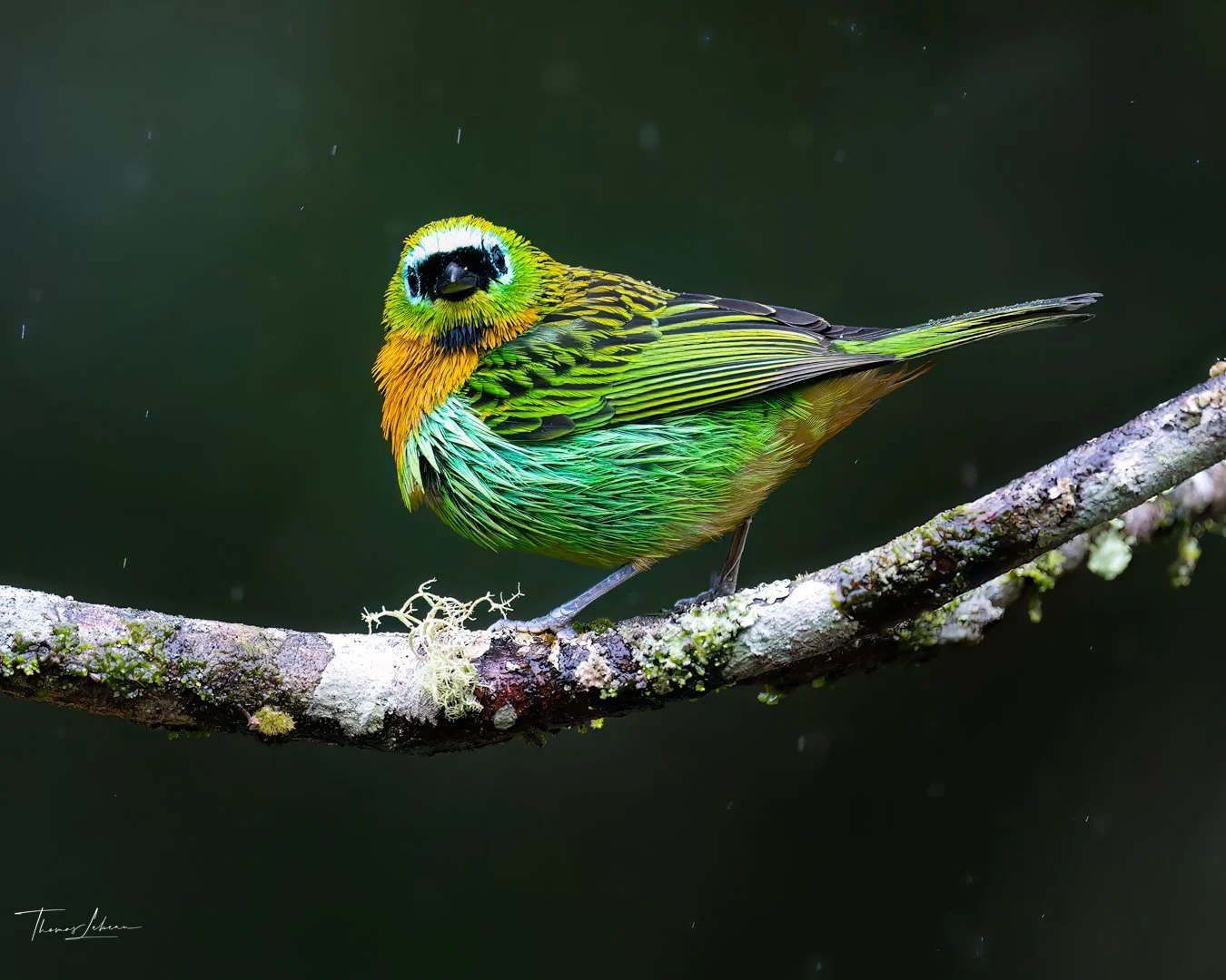 Brassy-breasted Tanager, Atlantic coast, Brazil