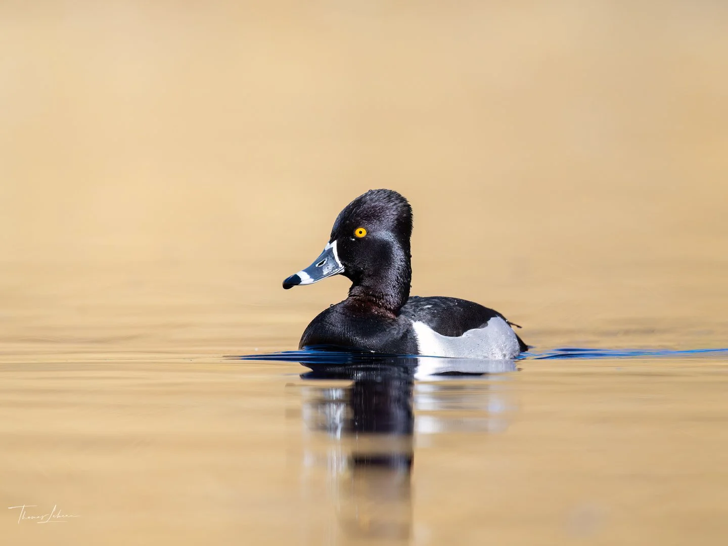 Ring-necked Duck, Vancouver Island, BC