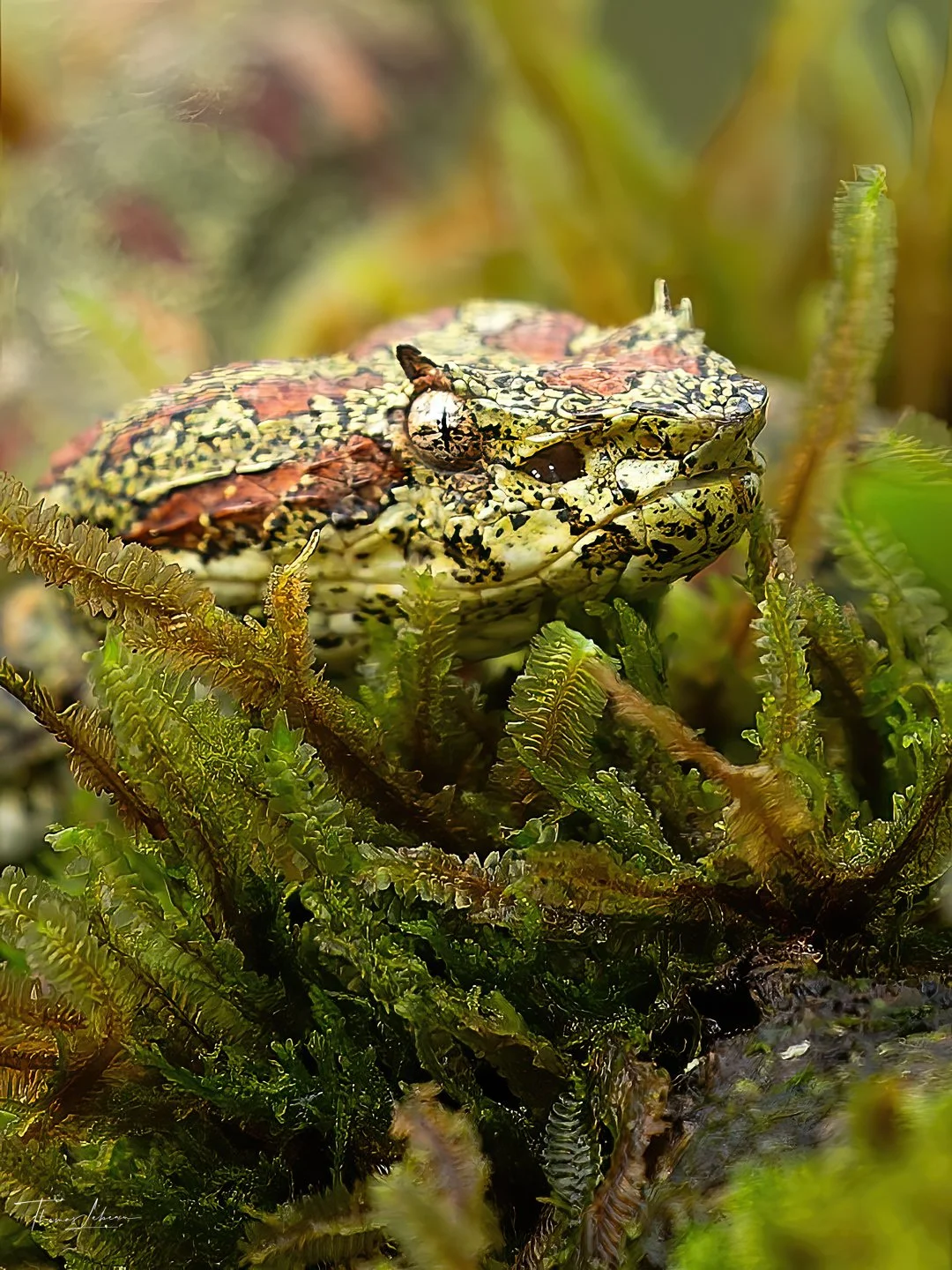 Eyelashed Viper 3.jpg