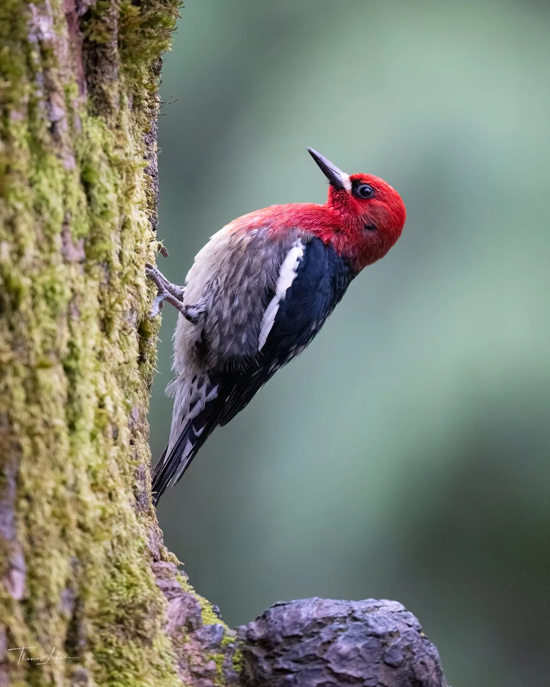 Red-breasted Sapsucker, Vancouver Island, BC