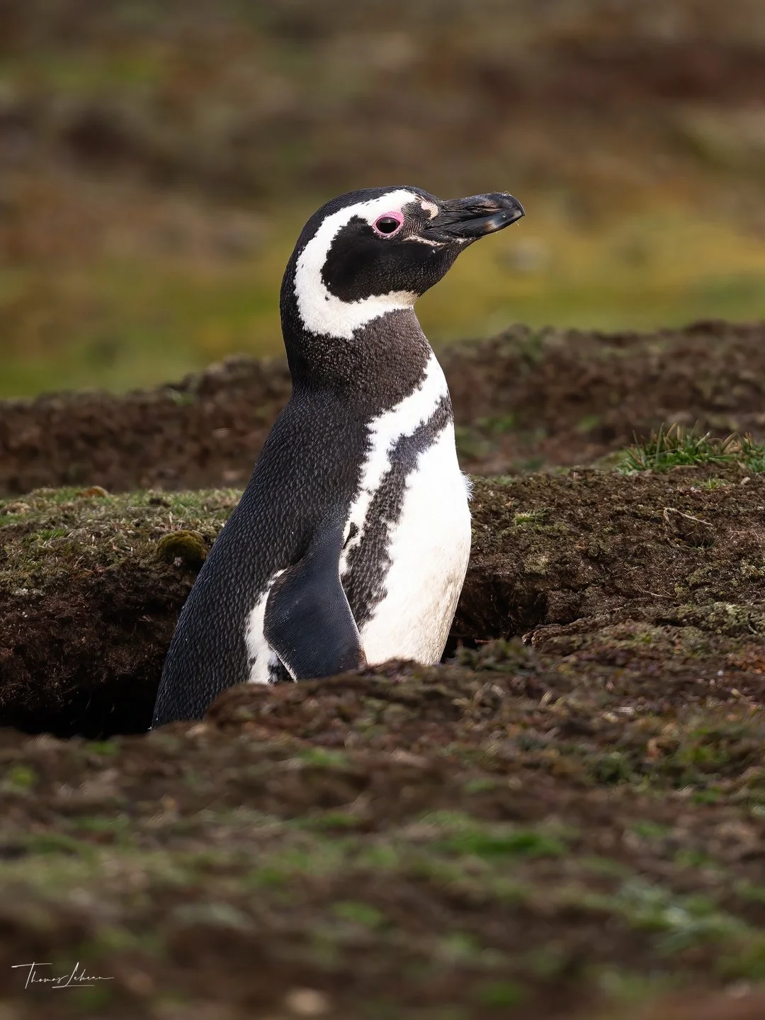 Magellanic Pinguin in the burrow, Sea Lion Island, Falklands
