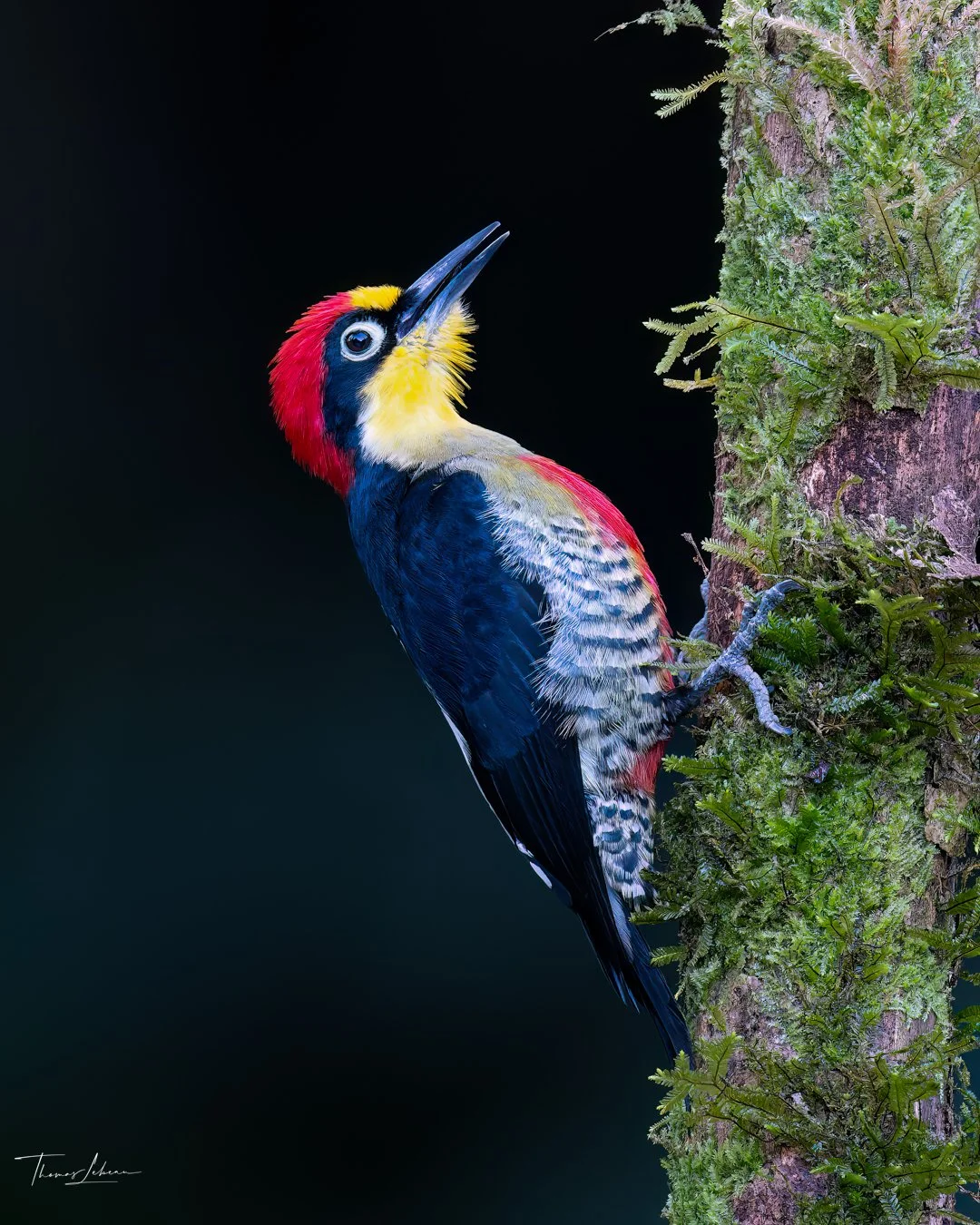 Yellow-fronted Woodpecker, Atlantic Rainforest, Brazil