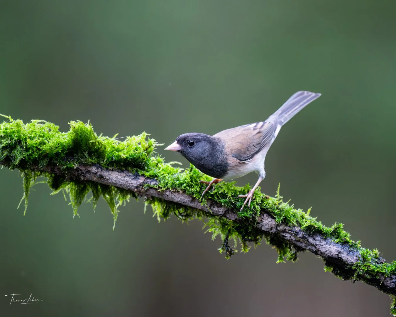 Dark-eyed Junco, Vancouver Island, BC
