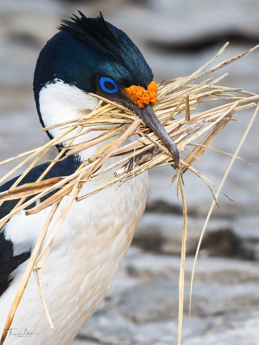 Imperial Cormorant with nest material, Bleaker island colony, Falklands