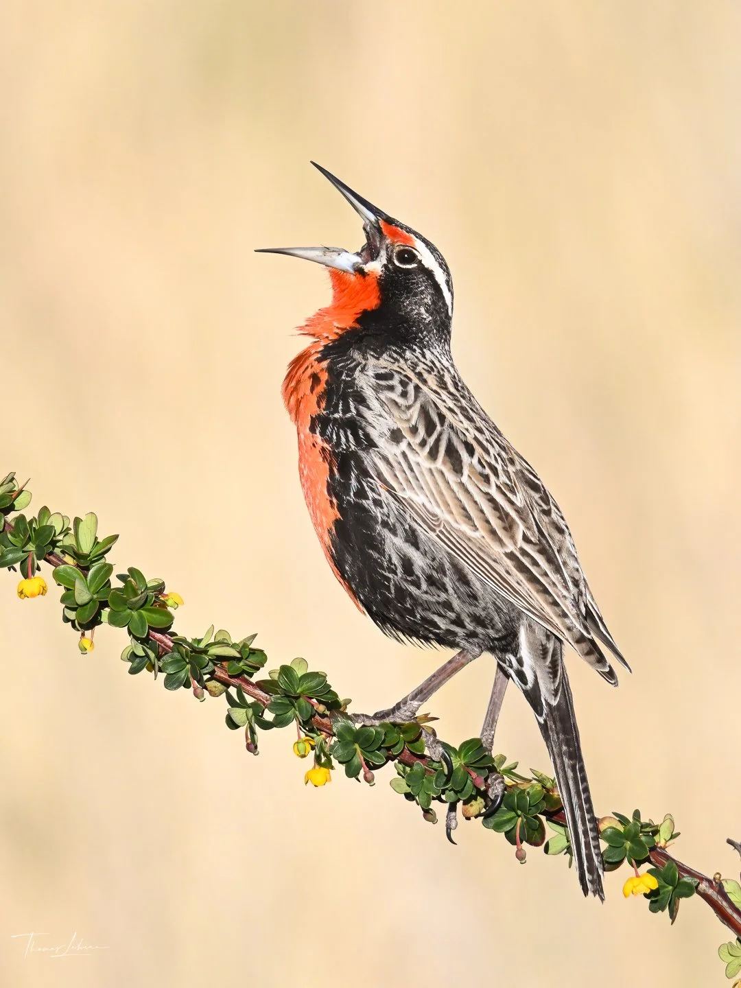 Long-tailed Meadowlark, Punta Arenas (Patagonia)