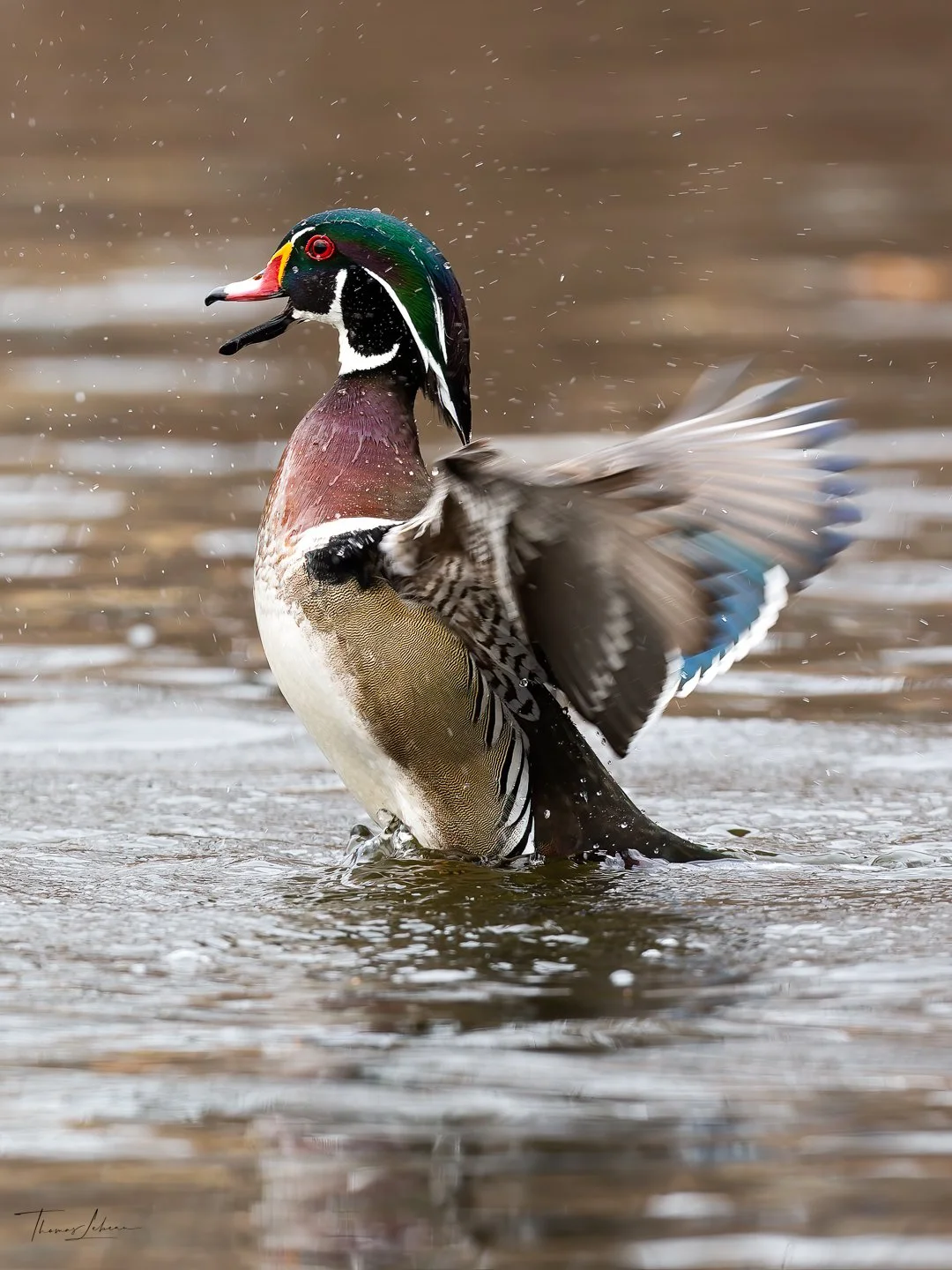 Wood Duck, Mystic River, Medford, MA