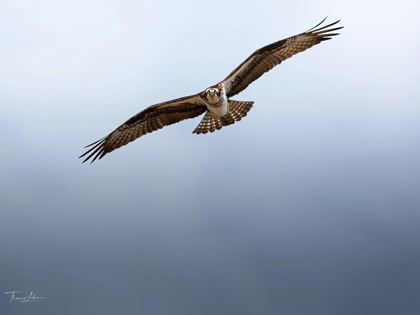 Osprey in flight (Lynn, MA)