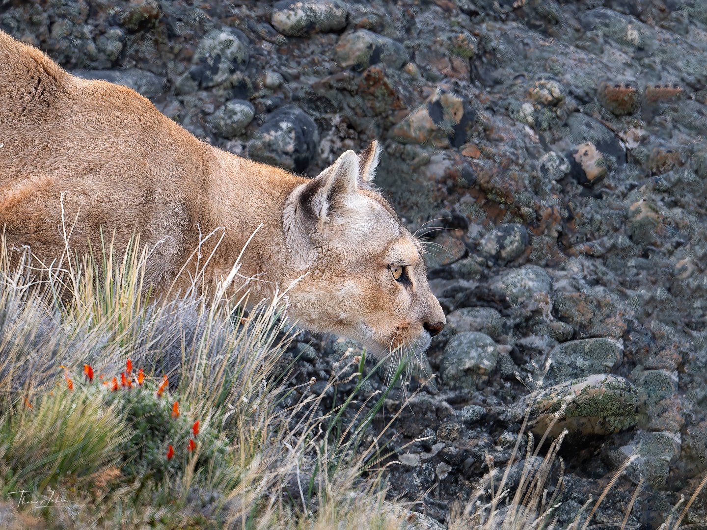 Puma tracking in Torres del Paine National Park (Patagonia)