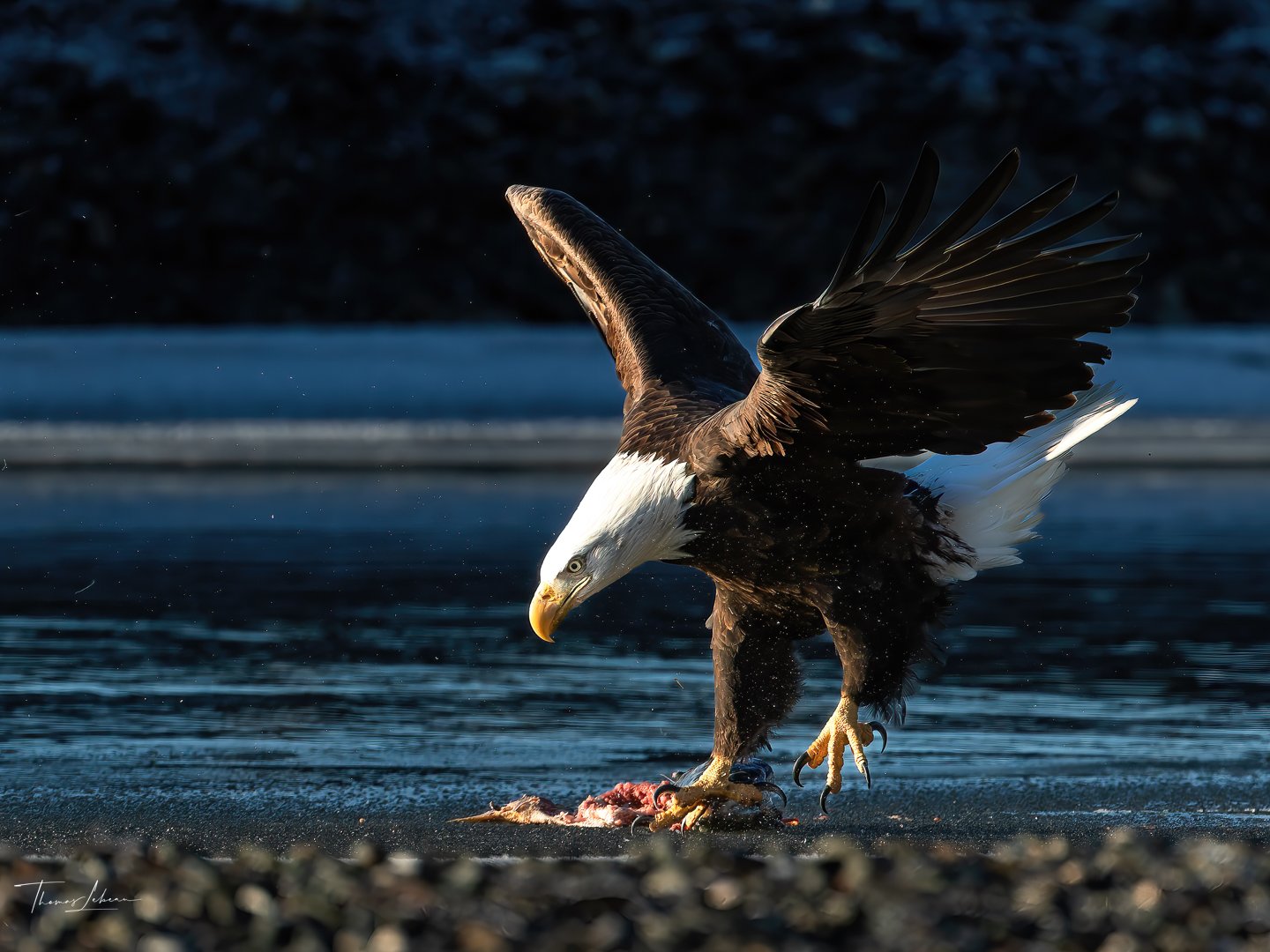 Bald Eagle with fresh catch, Chilkat River, Haines, Alaska
