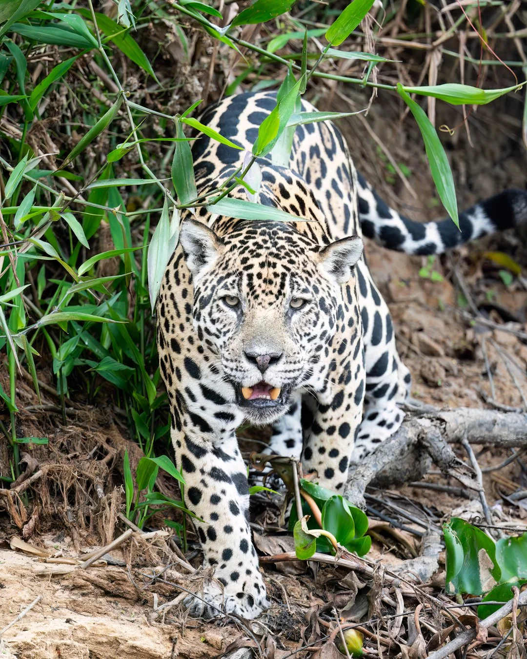 Jaguar, Cuiaba River near Porto Jofre, Pantanal, Brazil