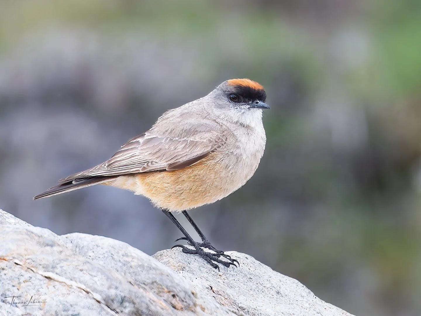 Cinnamon Ground-Tyrant (Dormilona Rufa), Torres del Paine (Patagonia)