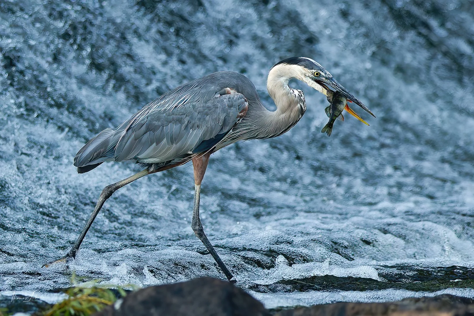 Great Blue Heron with catch, Watertown Dam, Charles River