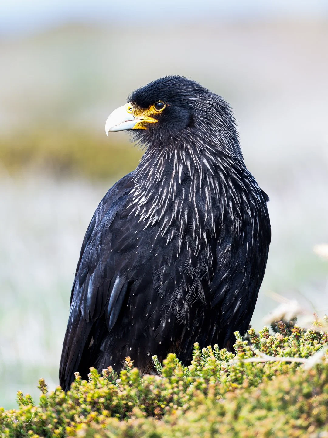 Striated Caracara, main pond, Sea Lion Island, Falklands