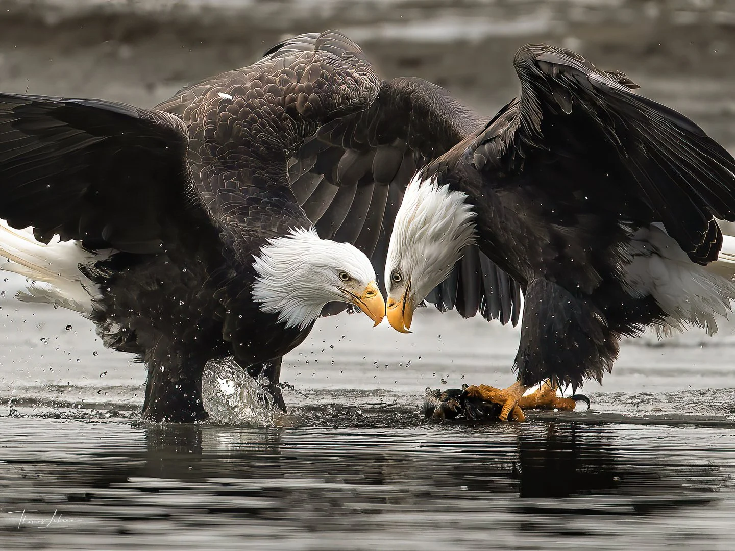 Bald Eagles fighting for salmon, Chilkat River, Alaska
