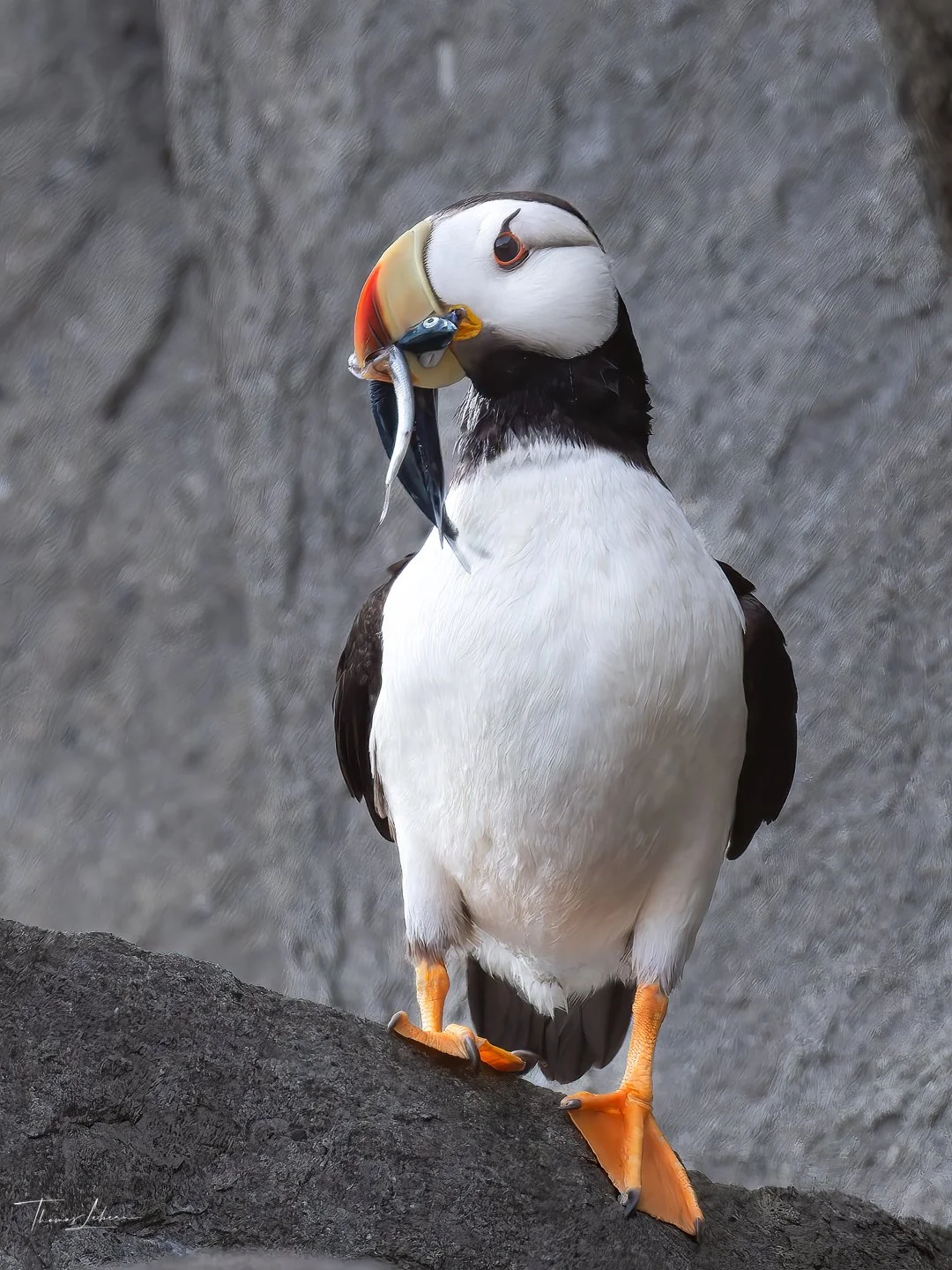 Horned Puffin with prey, Duck Island, Cook Inlet, near Lake Clark National Park, Alaska